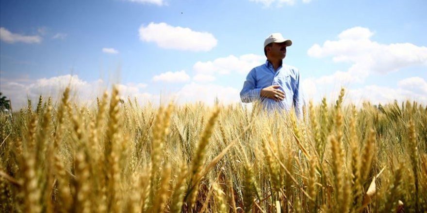 Konya'da üretilen bu buğdaylar kuraklığa dayanıklı