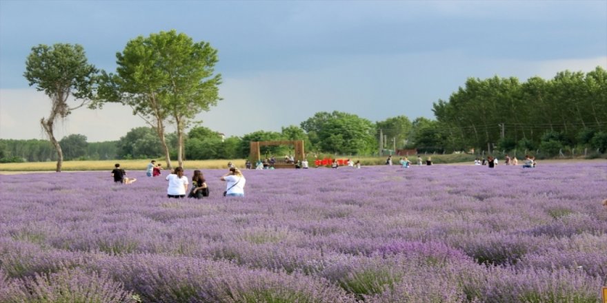 Edirne'nin lavantaları özel ziyaretçiler çekiyor