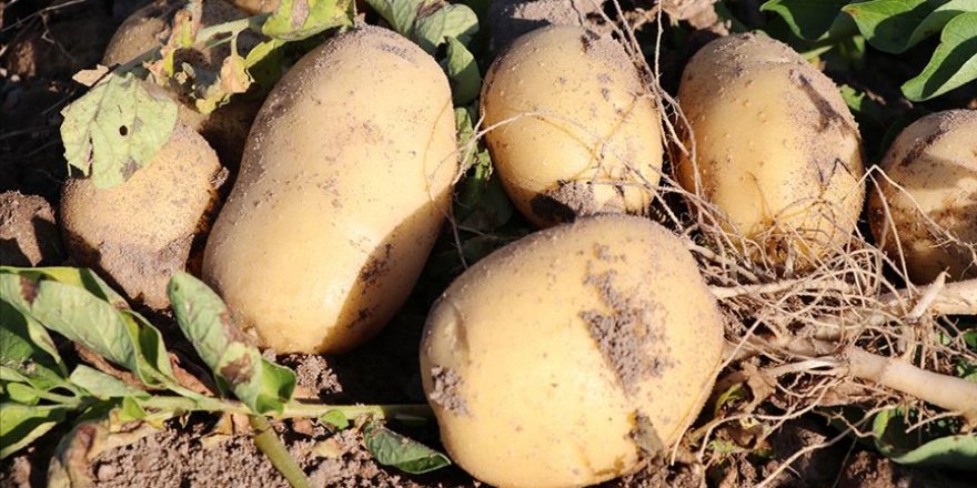 Niğde'de yerli 2 patates çeşidi daha geliştirildi