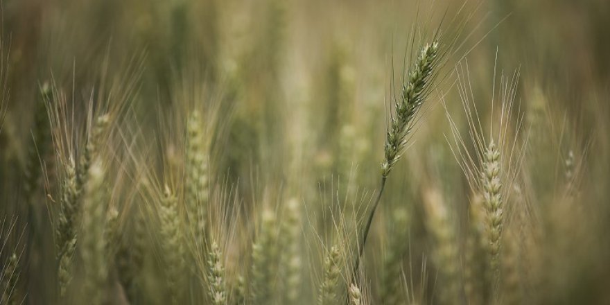 Ankara'da süneye karşı ilaçlama yapıldı