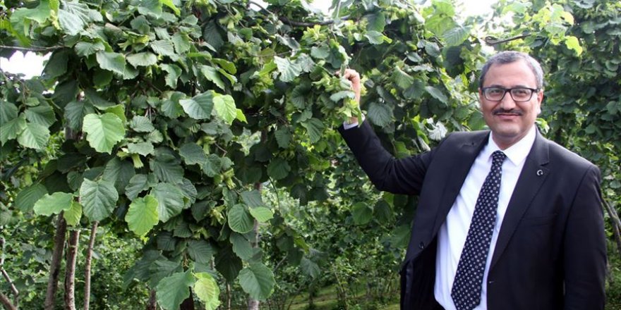 Giresun'da fındık verimi ve kalitesi artırılıyor