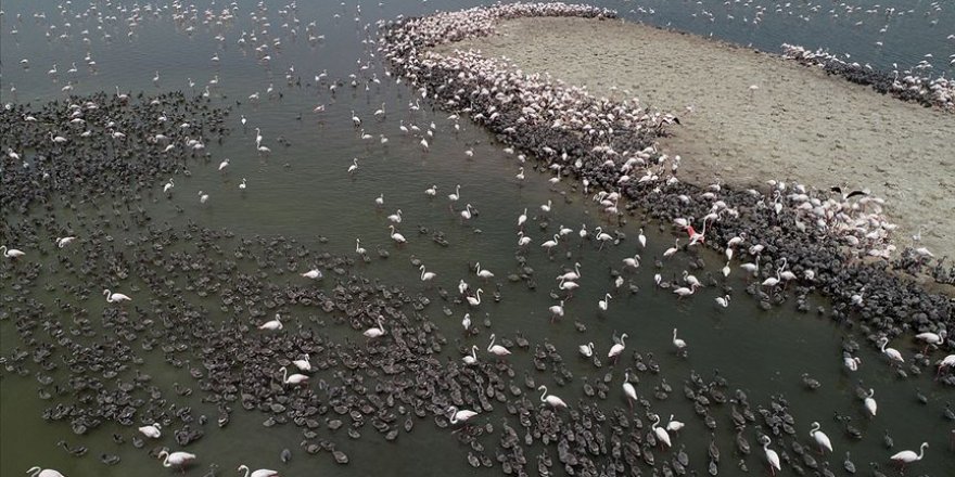 'Kreş'teki flamingolar uçuşa hazırlanıyor
