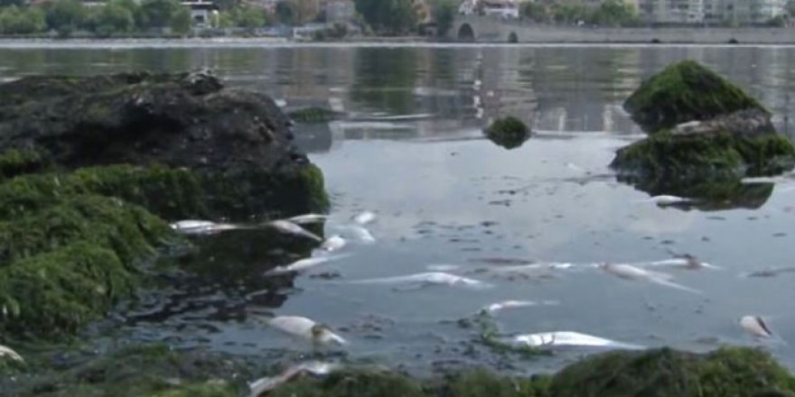 Küçükçekmece Gölü'nde binlerce balık kıyıya vurdu