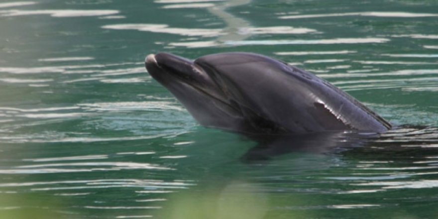 ABD'de 261 yunus kıyıya vurdu