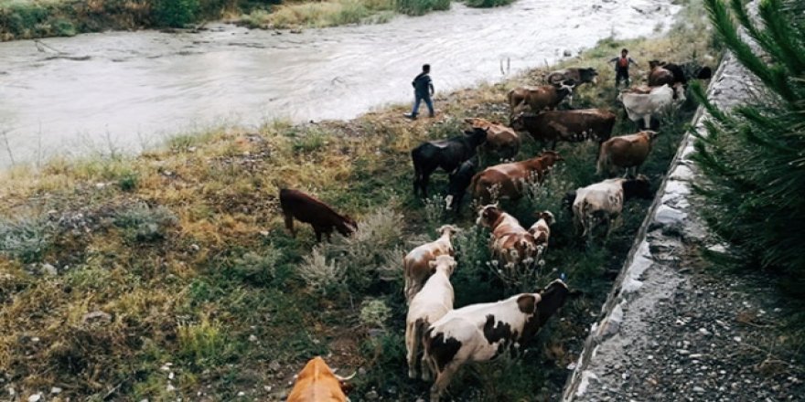 İki çocuk ve büyükbaş hayvanlar selde mahsur kaldı