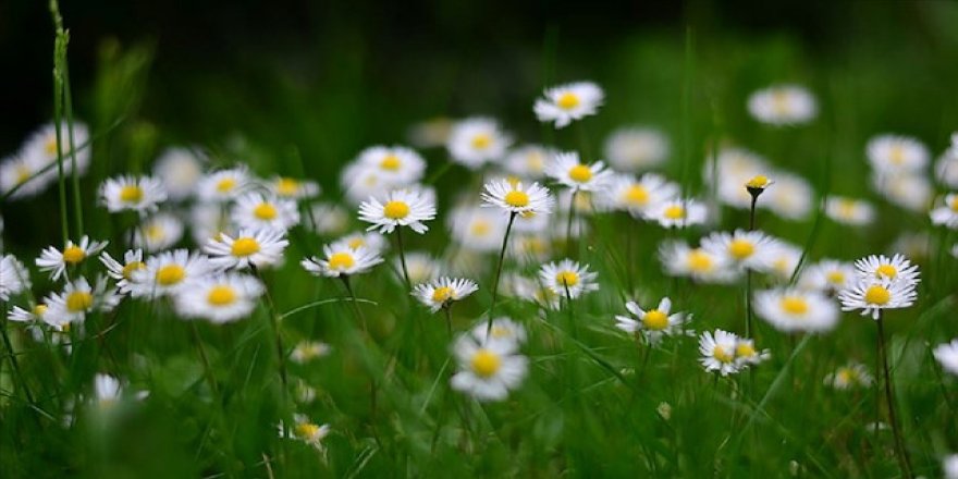 Piyasadan aldıklarımız kekik de değil papatya da