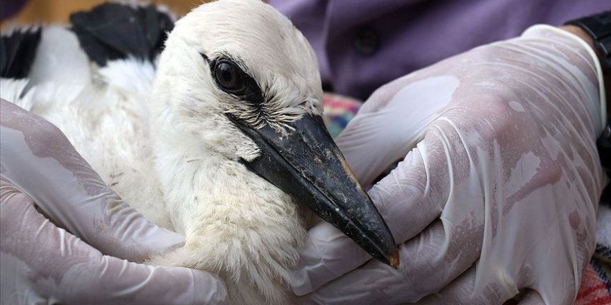 Atıklarımız leylekleri öldürüyor