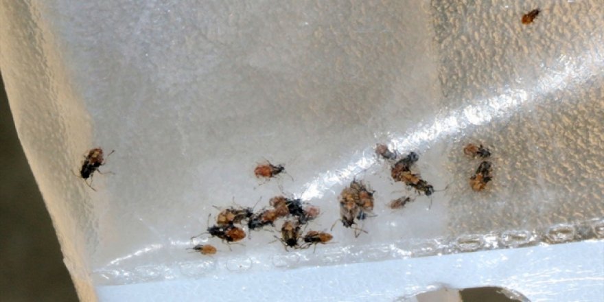 Eskişehir'in bir mahallesinde böcek istilası
