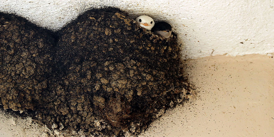 Sıradışı 'Beyaz kırlangıç' ilgi çekti