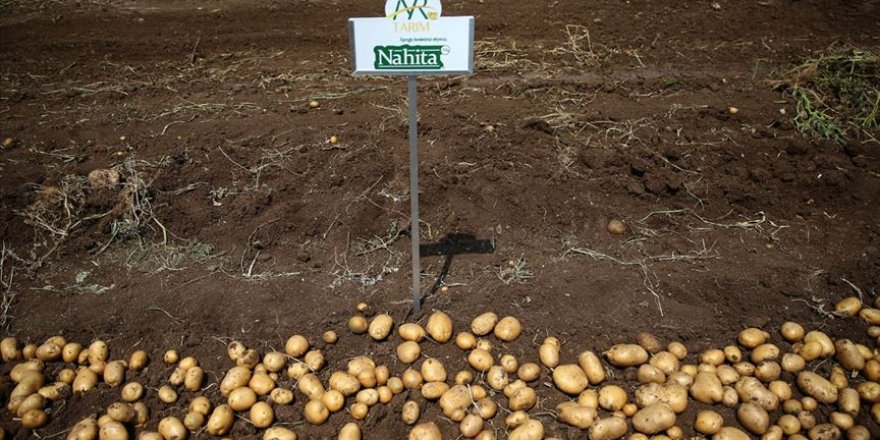 Yerli patates cinsi 'Nahita' görücüye çıktı