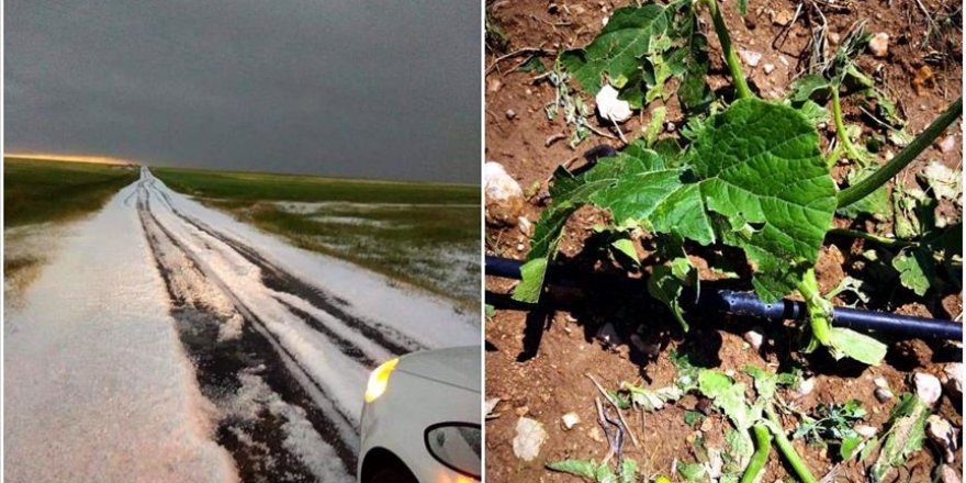 Kırşehirli çiftçiler dolu yağışından muzdarip