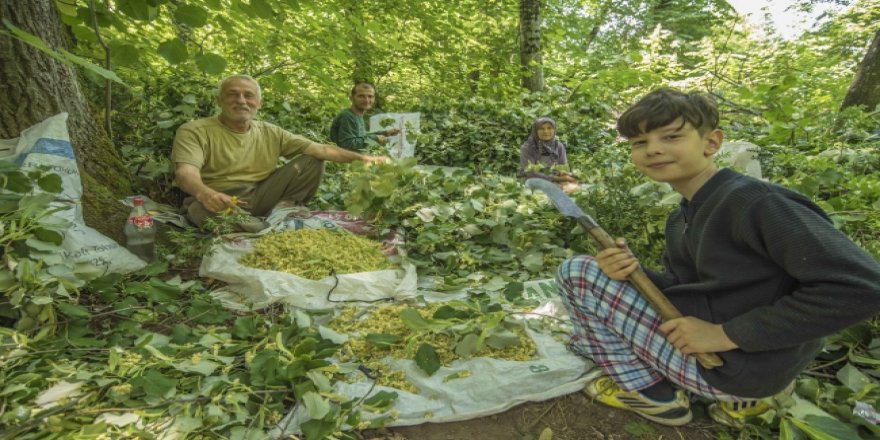 Ihlamurda hasat zamanı geldi