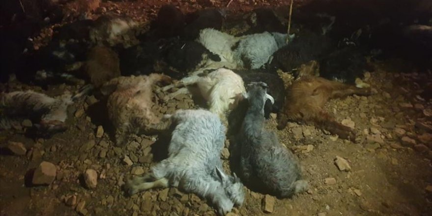 Adıyaman'da 70 keçi telef oldu