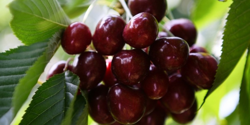 Çanakkale'nin gözdesi 'Alman Kirazı'