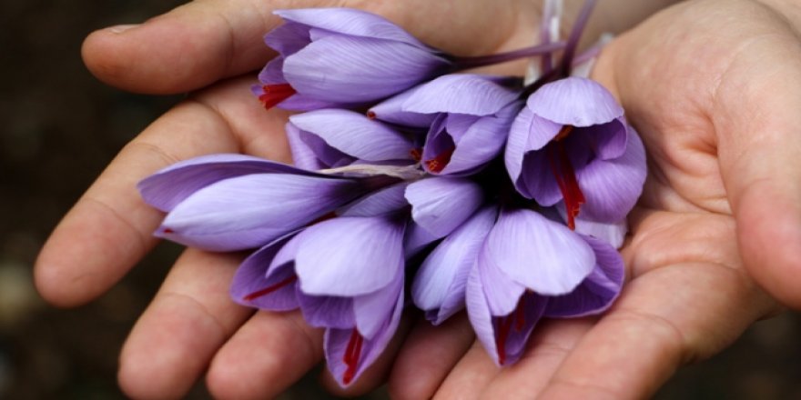 Safran'da üretim hedefi büyük