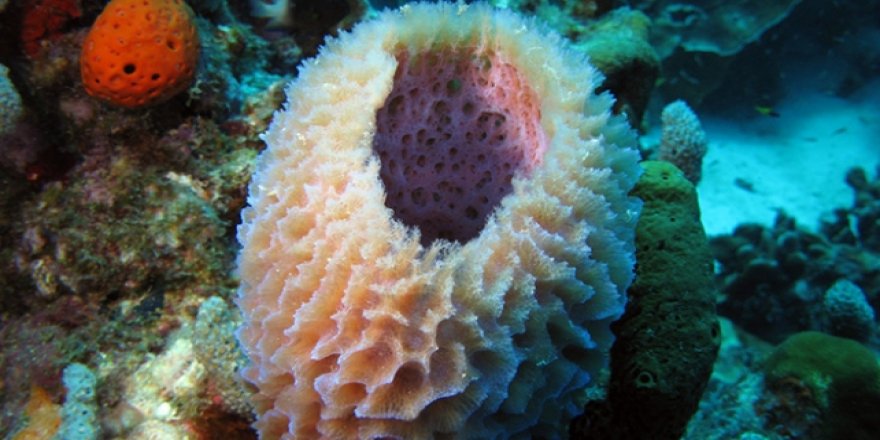 Amerikalı ve Japon bilim adamlarından yeni kanser ilacı