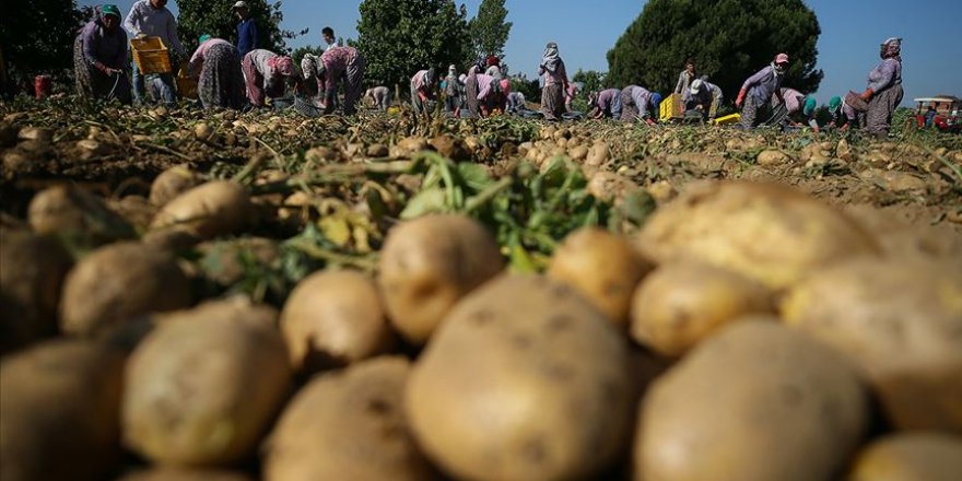 Tarım ve Orman Bakanı Pakdemirli: Türkiye patates üretiminde dünyada ilk 10'da