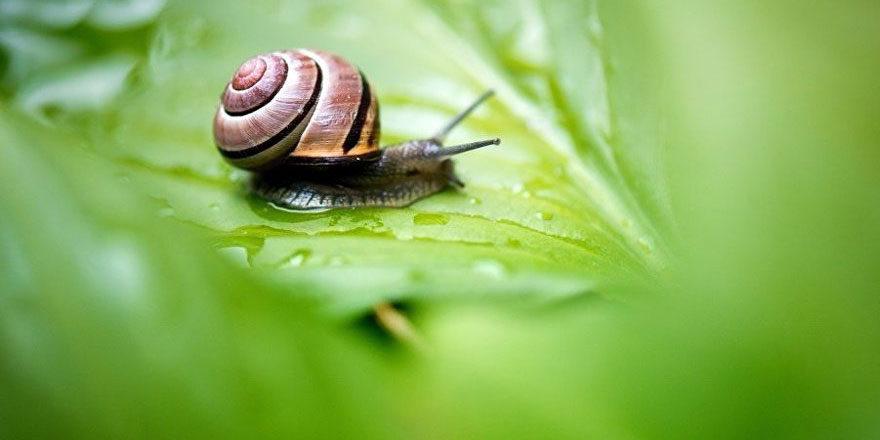 Küçük salyangoz 30 treni ve 12 bin yolcuyu engelledi