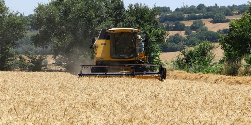 Tekirdağ'da buğday hasadı başladı