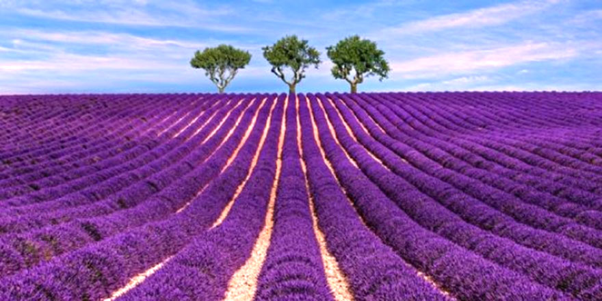 Lavanta diyarı 'İdris köyü' turizme açılacak