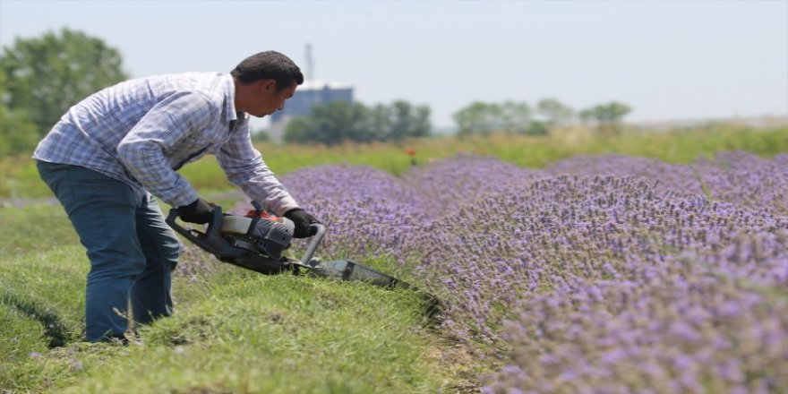 Lavanta yağının litresi 120 eurodan alıcı buluyor