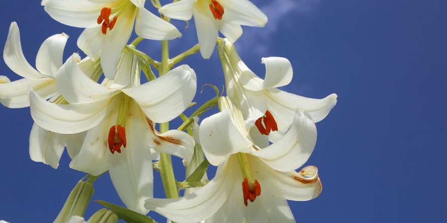 Bu zambağı koparmanın cezası 60 bin lira