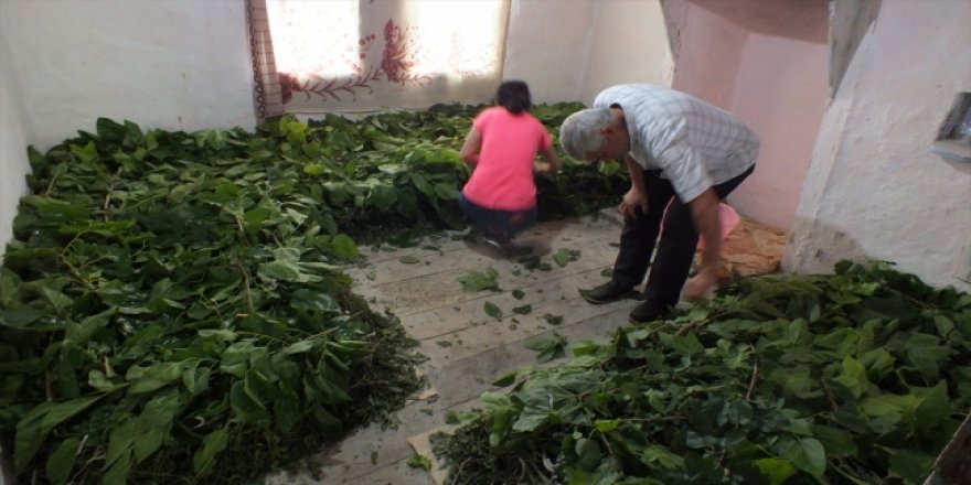 Bilecik'in tarihi köyü ipek böcekçiliğiyle turizme açılacak