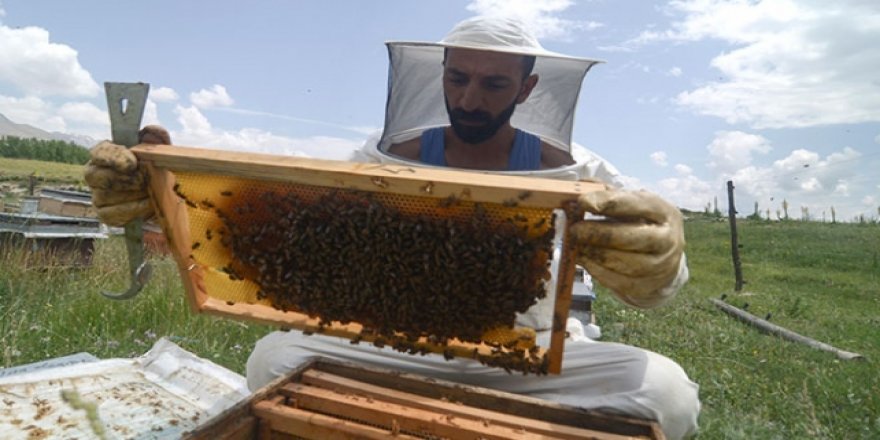 Ovacık'ın arıcıları kavurucu sıcaklarda üretim yapıyor