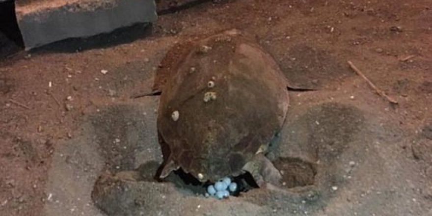 Caretta Caretta görüldü, alan korumaya alındı