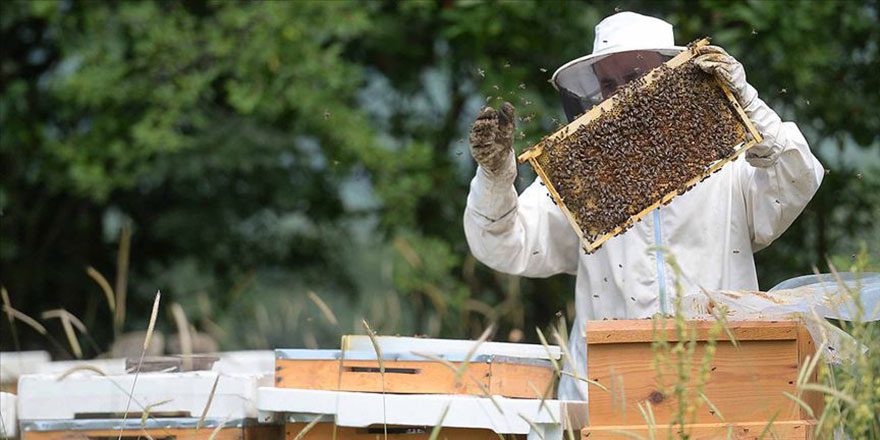 Organik arıcılık yapanlara kovan başına 10 lira destek verilecek