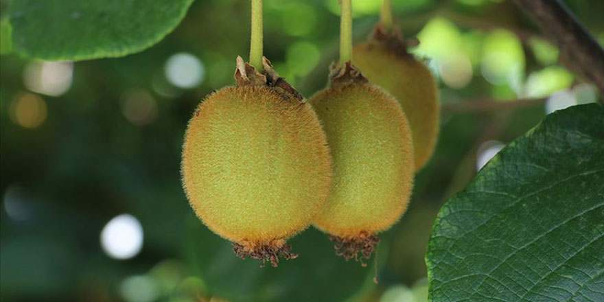 Türkiye'de kivi üretimi artıyor