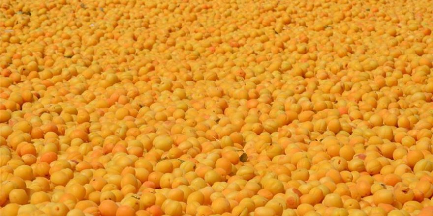 'Dünya kayısı başkenti'nde hasat sürüyor