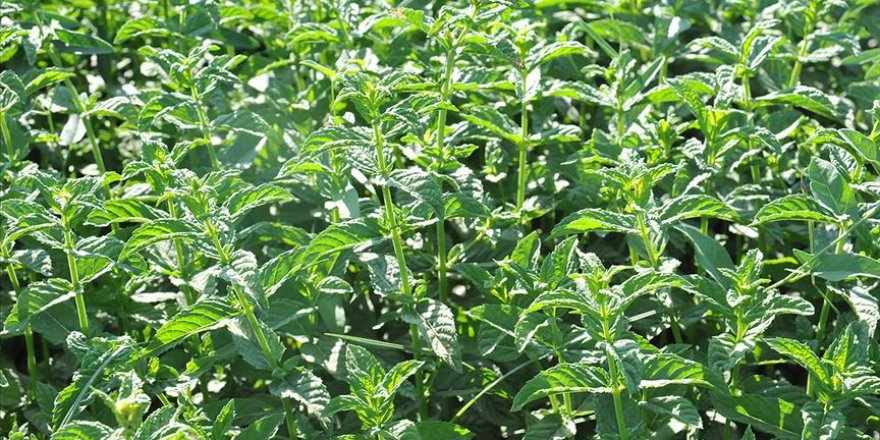 Gastronomi kentinin nanesi fabrikada işlenecek