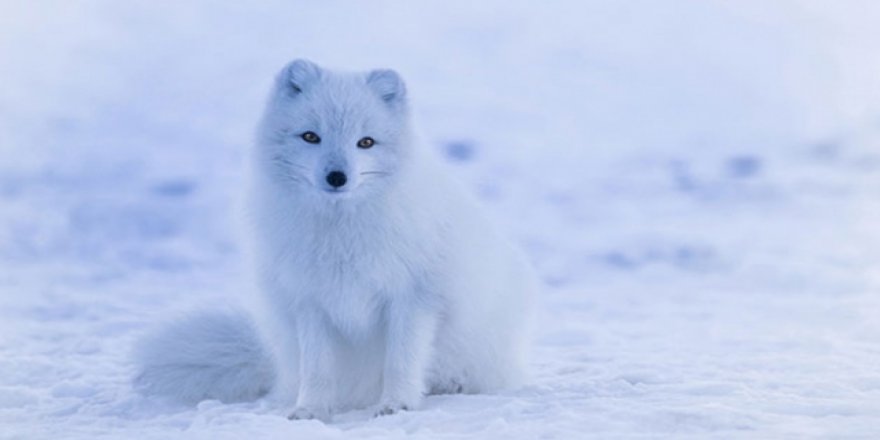 Kutup tilkisi 76 günde 3 bin 500 kilometre yol kat etti