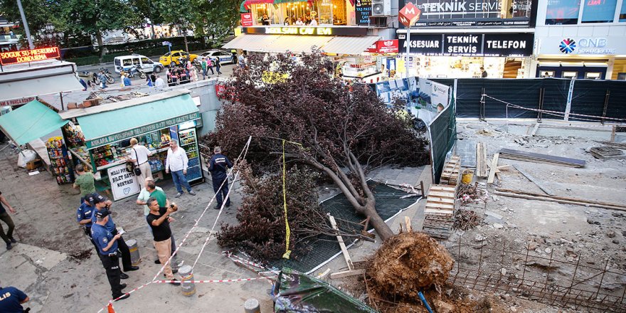 Ankara'da rüzgar ağaç devirdi