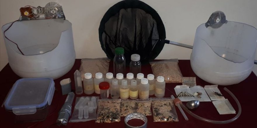 İzinsiz böcek ve kelebek yakalayan iki profesöre gözaltı