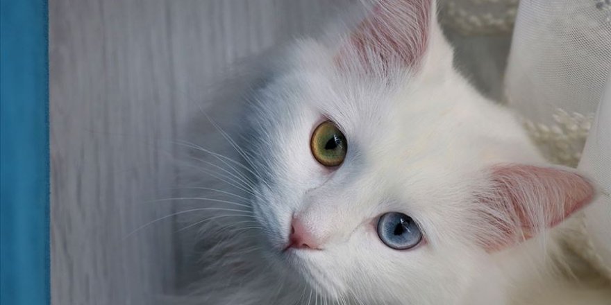 Van kedileri duyabiliyormuş