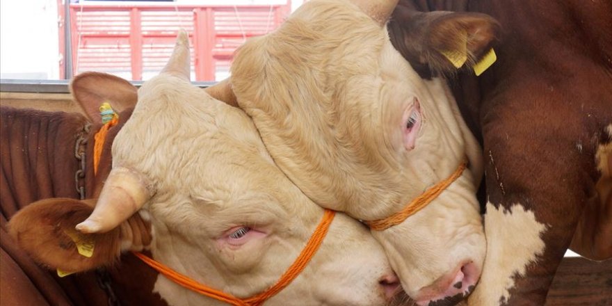 Büyükbaş kurbanlıkların kilogram fiyatı İstanbul'da 26 liradan başlayacak