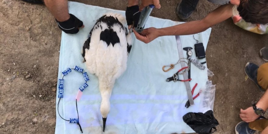 Şehrin minik simgeleri göç yollarının belirlenmesi için halkalandı