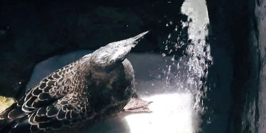 Sıcaktan bunalan martı çeşmenin altında serinledi