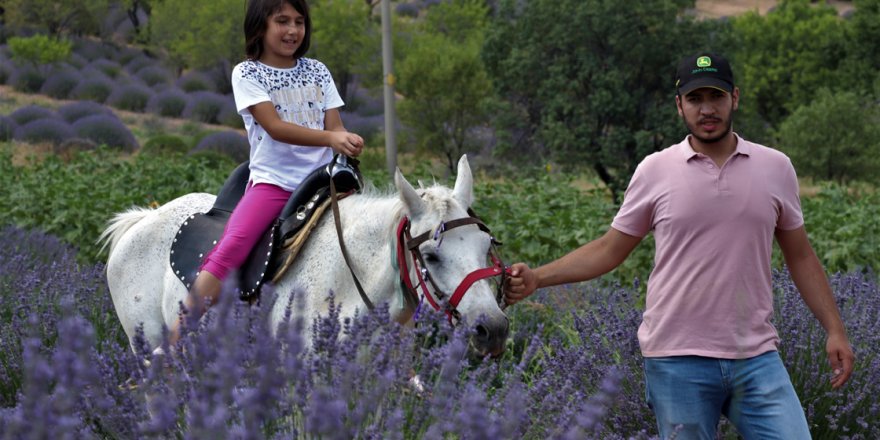 'Isparta lavanta kokuyor'