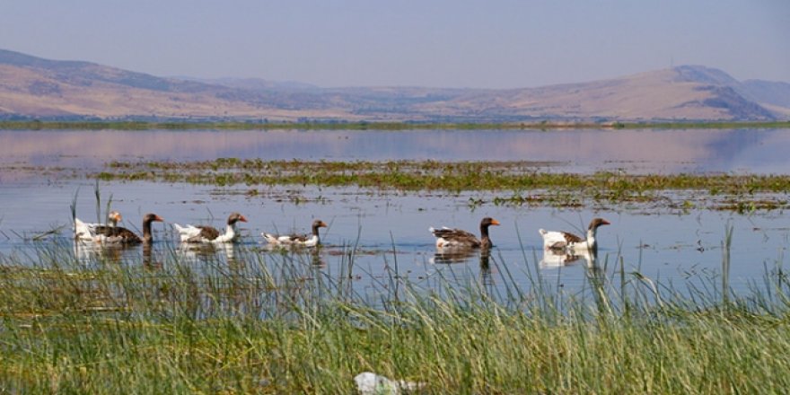 Nilüferleriyle ünlü Işıklı Gölü misafir ağırlıyor