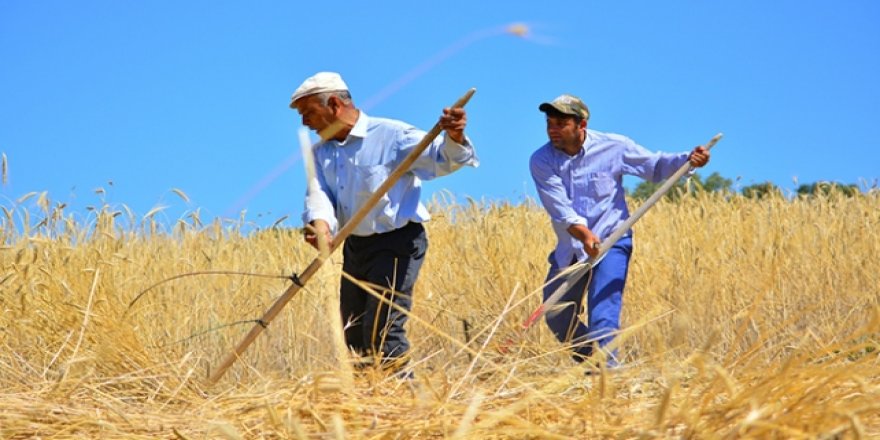 Manisalı çiftçiler hasatı yardımlaşarak yapıyor