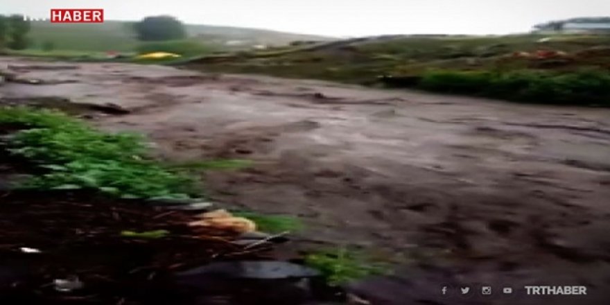 Kars'ta inekler sele kapıldı