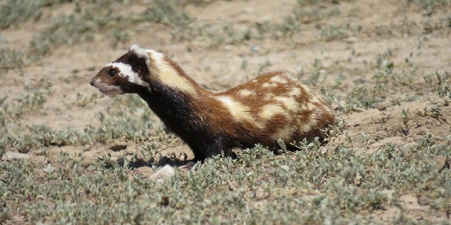 Nesli tehlike altındaki alacasansar Kayseri'de görüntülendi