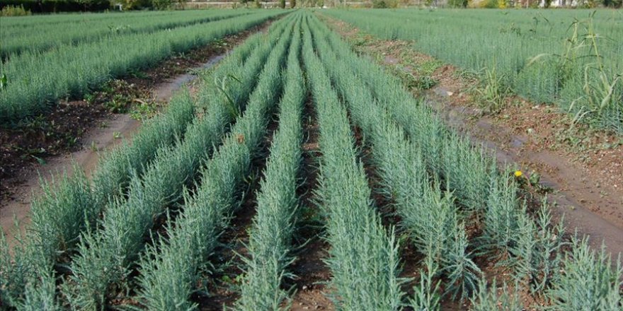 Suni üretilen ardıçlarda büyük başarı