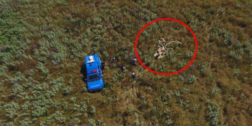 Teknoloji kurbanlıklarda da kullanılıyor