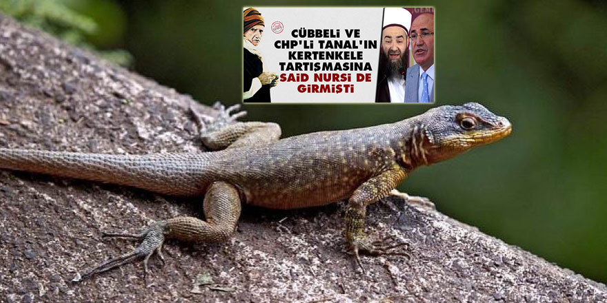 Kertenkele öldürmek sevap mı, böyle bir Hadis var mı