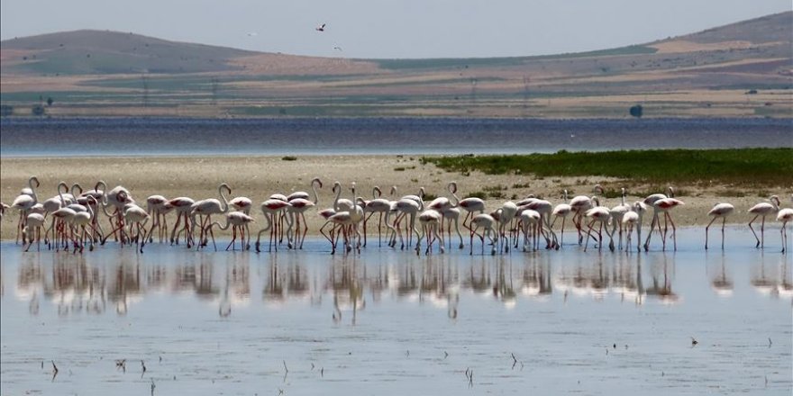 Seyfe Gölü'nde kuş yoğunluğu