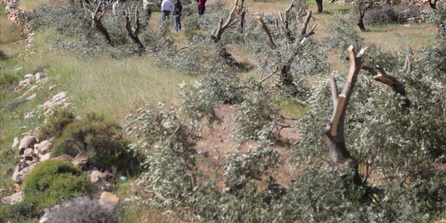 İşgalci İsrail, Filistin topraklarında 2,5 milyon ağaç söktü